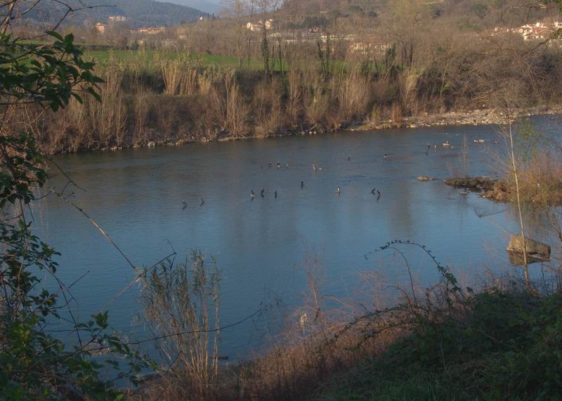 Phalacrocorax  carbo - Cormorano